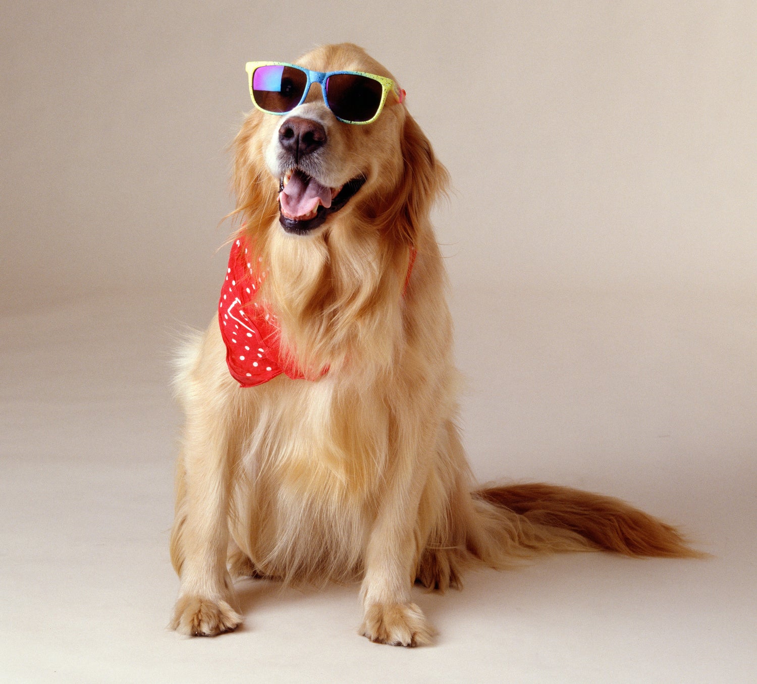 Bandanas pour Chiens – Le Petit Plus Stylé pour Votre Compagnon